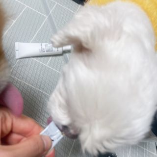 삐약삐삐약님이 올린 리뷰 사진 4