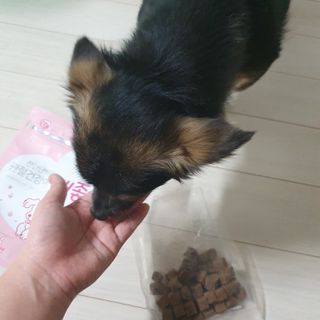 My Pet Care 천연단백질 관절건강에 개좋아 — 5점을 준 리뷰어가 2021년 2월 올린 사용 사진