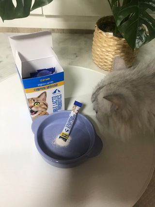 씨디랩 장 건강과 구강 건강을 한 번에 더블락토 강아지 고양이 유산균 — 5점을 준 리뷰어가 2021년 1월 올린 사용 사진
