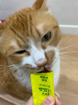 페페로니 맛있는 스틱 - 무항생제 닭고기 15개 + 원양선 참치 15개 — 4.5점을 준 리뷰어가 2021년 10월 올린 사용 사진
