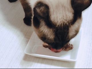 페페로니 잘 먹는 캣츄 - 원양선 참치 24개입 — 5점을 준 리뷰어가 2021년 8월 올린 사용 사진