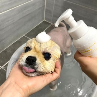 [댕모어 샴푸 2종] 댕샴푸 / 퍼피샴푸  2종 세트 (300ml) — 5점을 준 리뷰어가 2023년 8월 올린 사용 사진