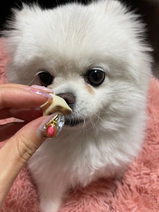 부르르펫 야미트릿 틸라피아 60g — 5점을 준 리뷰어가 2021년 10월 올린 사용 사진
