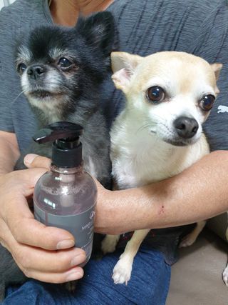 마리앤루이펫샴푸 [mari and louie pet shampoo] — 5점을 준 리뷰어가 2021년 5월 올린 사용 사진