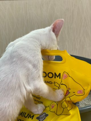 겟플렉스 켓플렉스 캣츠룸BS-1 고양이모래 4kg — 5점을 준 리뷰어가 2021년 1월 올린 사용 사진