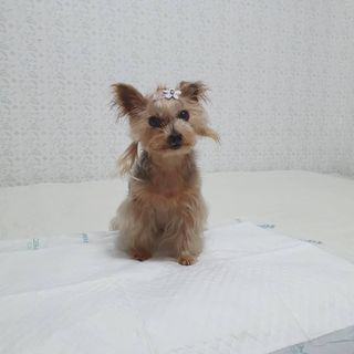 아베크 펫 와이드 프리미엄 중형 애견 강아지 배변 패드 54매 1팩 45g — 5점을 준 리뷰어가 2021년 7월 올린 사용 사진