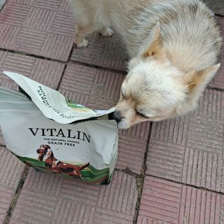 영국 바이탈린 강아지 애견사료 2kg — 5점을 준 리뷰어가 2021년 6월 올린 사용 사진