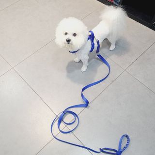 삼숑이맘님이 올린 리뷰 사진 3
