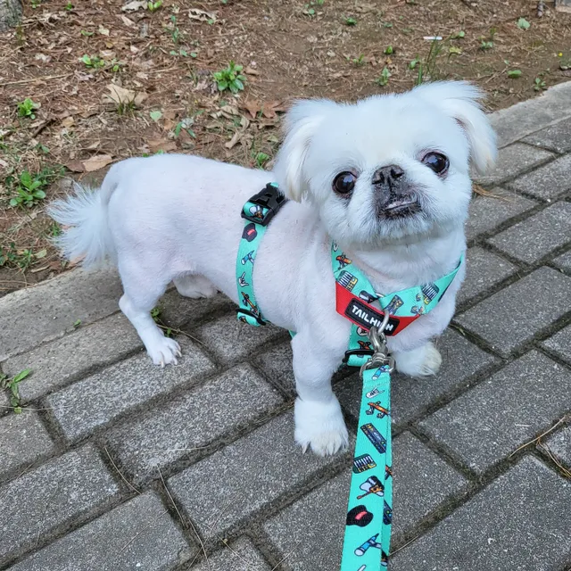 테일하이 스탠다드 홍대컬렉션 리뷰 사진