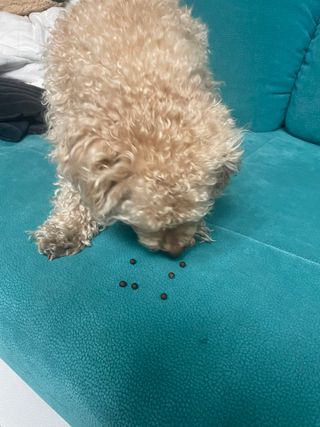 콩심바님이 올린 리뷰 사진 1