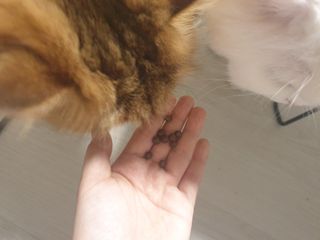 펫21 그로그로 5종 강아지 고양이 반려동물 한방 영양제 — 5점을 준 리뷰어가 2021년 12월 올린 사용 사진