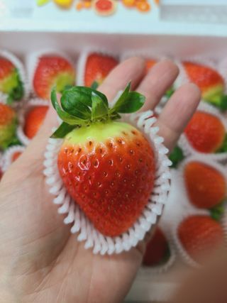 옳음 딸기 논산 설향 딸기 900g 산지직송 — 4점을 준 리뷰어가 2021년 1월 올린 사용 사진