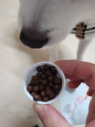 펫21 그로그로 5종 강아지 고양이 반려동물 한방 영양제 — 5점을 준 리뷰어가 2021년 11월 올린 사용 사진