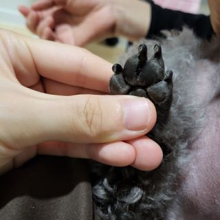 [자유펫] 시코니딘 고양이 강아지 피부 보습 연고 20g — 5점을 준 리뷰어가 2021년 10월 올린 사용 사진