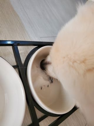My Pet Care 모발과 모질 피부건강에 개좋아 — 5점을 준 리뷰어가 2021년 2월 올린 사용 사진