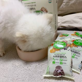 씨디랩 속이 편한 강아지 사료 소프트발란스 기호성 좋은 발효사료 피부와 위장 관절과 위장 — 5점을 준 리뷰어가 2021년 3월 올린 사용 사진