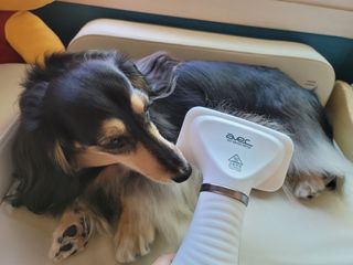 아베크 펫 강아지 고양이 애견 에어 브러쉬 드라이기 올인원 — 5점을 준 리뷰어가 2021년 7월 올린 사용 사진