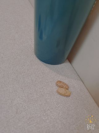 프리마인 먹는건 초간편, 영양소와 흡수율까지 챙겨야 백점.예뻐지는 완벽레시피 비타앤오 30정/CH.V콜라겐필름 30매 — 5점을 준 리뷰어가 2021년 8월 올린 사용 사진