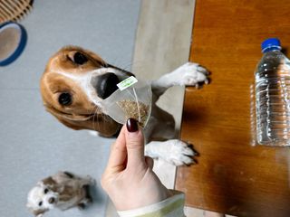cobemom님이 올린 리뷰 사진 4