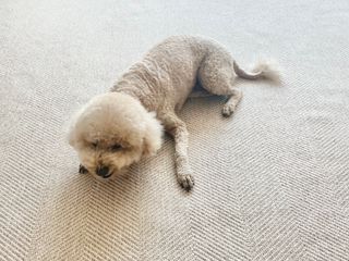 테티스님이 올린 리뷰 사진 4