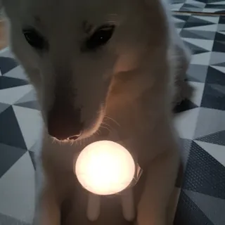 딸랑구둘🥰님이 올린 리뷰 사진 3
