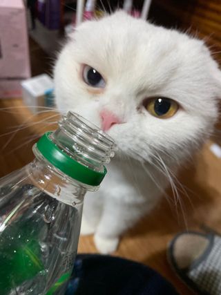 몽베스트 Montbest with Sparkling water Lemon OR Lime 20병(랜덤) — 5점을 준 리뷰어가 2022년 3월 올린 사용 사진