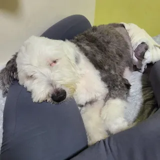 [보헤리] 국내산 강아지 육포간식 바삭 64 2종 — 4점을 준 리뷰어가 2022년 4월 올린 사용 사진