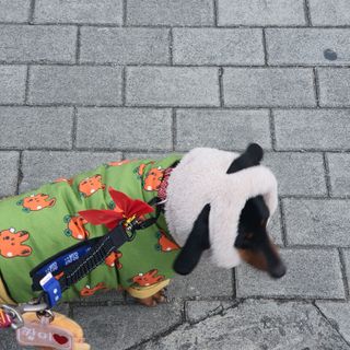 베이컨박스 [BACON] 고아웃클럽 산책 안전벨트 리뉴얼 - 중,대형견용 — 5점을 준 리뷰어가 2021년 12월 올린 사용 사진