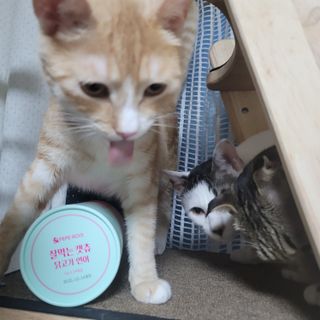 페페로니 잘 먹는 캣츄 - 무항생제 닭고기 12개 + 알래스카 연어 12개 — 5점을 준 리뷰어가 2021년 8월 올린 사용 사진