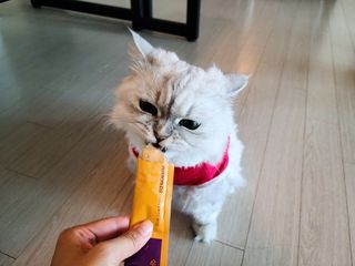 페페로니 맛있는 스틱 - 무항생제 닭고기 15개 + 원양선 참치 15개 — 5점을 준 리뷰어가 2021년 7월 올린 사용 사진