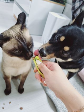 페페로니 맛있는 스틱 - 무항생제 닭고기 15개 + 원양선 참치 15개 — 5점을 준 리뷰어가 2021년 10월 올린 사용 사진