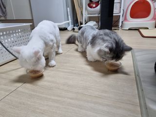 비타크래프트 고양이 수프 50g 3가지맛 x4팩씩 총 12팩 — 5점을 준 리뷰어가 2021년 8월 올린 사용 사진