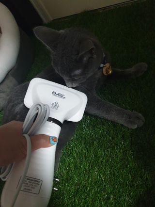 아베크 펫 강아지 고양이 애견 에어 브러쉬 드라이기 올인원 — 5점을 준 리뷰어가 2021년 7월 올린 사용 사진