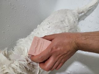 소담스퀘어 상암 주식회사 에코스터프 펫버디 반려동물 마누카 검은콩 프로틴 샴푸바 — 5점을 준 리뷰어가 2022년 12월 올린 사용 사진
