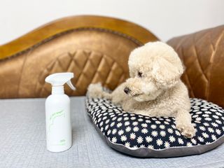 [푸푸몬스터](선물세트) 비건 펫 데오 스프레이(탈취제) 500ml (유향/무향 택 1)+산책 물통+메시지카드 — 5점을 준 리뷰어가 2022년 8월 올린 사용 사진