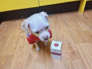 펫21 그로그로 5종 강아지 고양이 반려동물 한방 영양제 — 5점을 준 리뷰어가 2021년 11월 올린 사용 사진