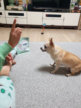 My Pet Care 천연단백질 눈건강에 개좋아 — 5점을 준 리뷰어가 2021년 2월 올린 사용 사진