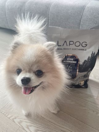 [푸디웜] 라포그 리얼인섹트 소프트키블 스킨 1KG — 5점을 준 리뷰어가 2022년 9월 올린 사용 사진