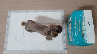 아베크 펫 와이드 프리미엄 대형 애견 강아지 배변 패드 30매 1팩 80g — 5점을 준 리뷰어가 2021년 7월 올린 사용 사진
