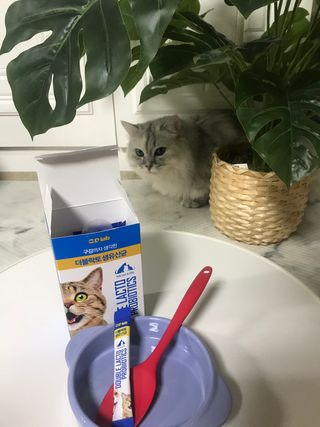 씨디랩 장 건강과 구강 건강을 한 번에 더블락토 강아지 고양이 유산균 — 5점을 준 리뷰어가 2021년 1월 올린 사용 사진