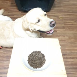 [푸디웜] 라포그  리얼인섹트 관절 저알러지 강아지 사료  1.2KG — 5점을 준 리뷰어가 2022년 8월 올린 사용 사진