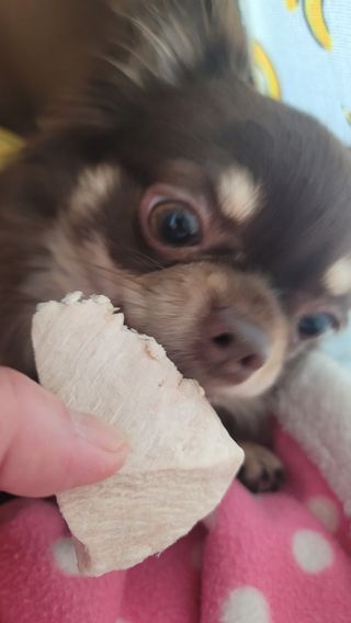[펫시밀] 원물그대로 영양듬뿍 동결건조 왕북어트릿300g,왕치킨트릿400g,열빙어트릿300g 대용량 간식 — 5점을 준 리뷰어가 2023년 5월 올린 사용 사진