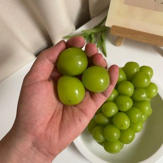 프리미엄 수출용 엘로아시스 샤인머스켓 특등품 1.5kg 2송이 — 5점을 준 리뷰어가 2021년 10월 올린 사용 사진