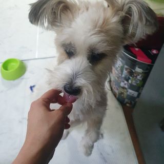 My Pet Care 천연단백질 눈건강에 개좋아 — 5점을 준 리뷰어가 2021년 1월 올린 사용 사진