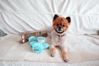 꿀냥이님이 올린 리뷰 사진 1