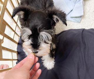 My Pet Care 천연단백질 관절건강에 개좋아 — 3.5점을 준 리뷰어가 2021년 3월 올린 사용 사진