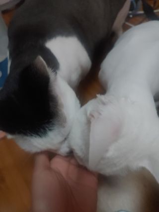 이누닷님이 올린 리뷰 사진 3