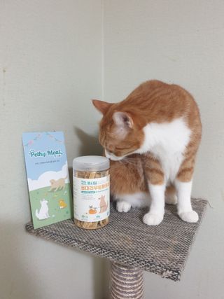 [펫시밀] 원물그대로 강원도 인제군 용대리 무염황태채 60g 강아지 고양이 프리미엄 수제간식 — 5점을 준 리뷰어가 2023년 11월 올린 사용 사진