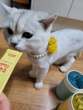 망고앤쮸🙋‍♀️님이 올린 리뷰 사진 3