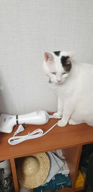 아베크 펫 강아지 고양이 애견 에어 브러쉬 드라이기 올인원 — 4점을 준 리뷰어가 2021년 7월 올린 사용 사진